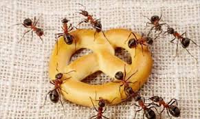 شركة مكافحة النمل الابيض بالدمام