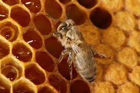 فوائد تناول العسل واستخداماته